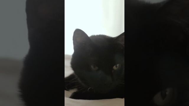 The Mythology of Black Cats. Part 2. #Short смотреть онлайн