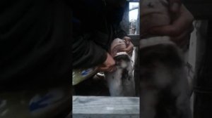 Что делать если у коровы пропала жвачка народными средствами