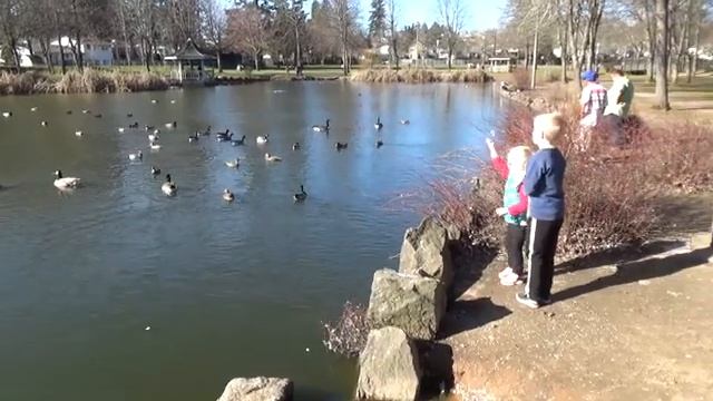 Настя и Никита в парке на озере кормят уток и гусей