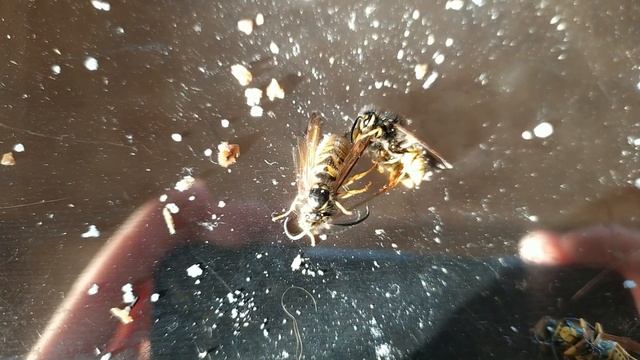 Оживляю осу смотреть онлайн