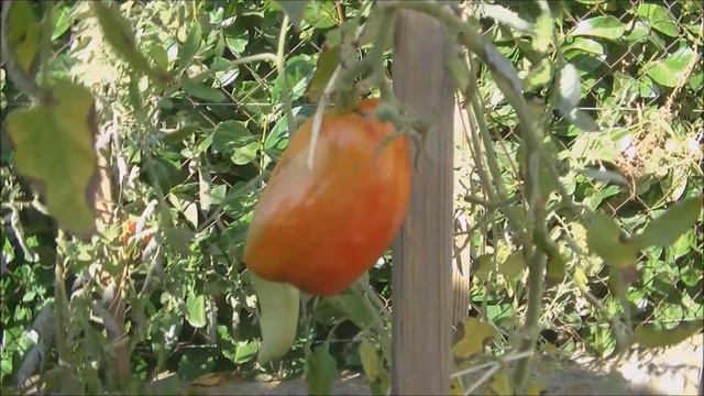🍅TOMATE Andine Cornue Des Andes🍅