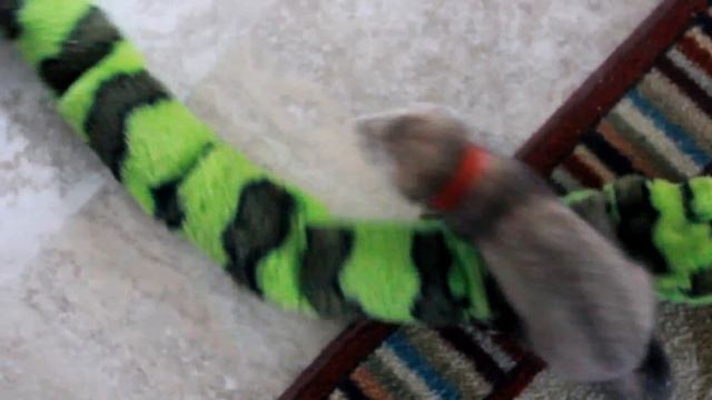 Sebastian the Ferret смотреть онлайн