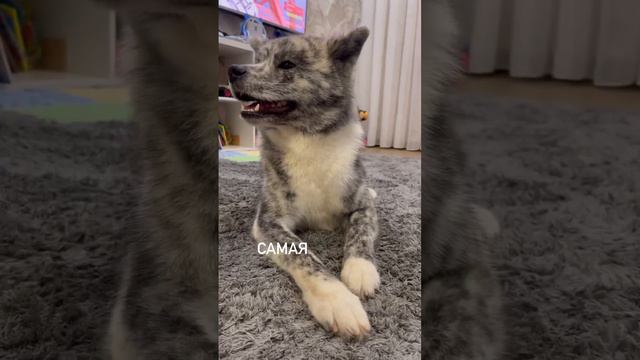 Акита ину🫂 #акита #акитаину #лайк #любовь #собака смотреть онлайн