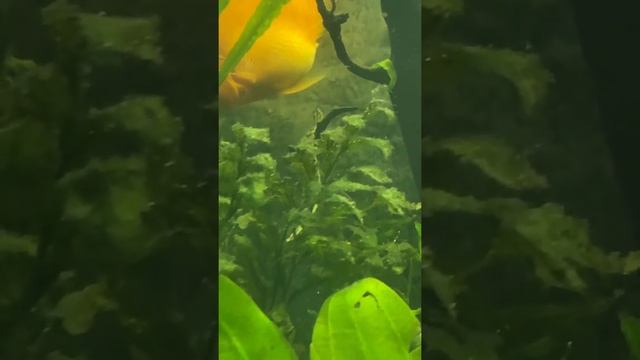 Мастацембел панцирный смотреть онлайн