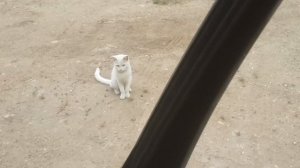 Как снять бархотки Шкода Октавия А5