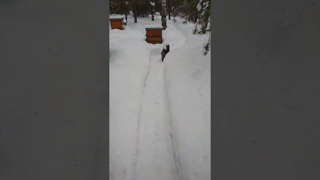 найден щенок, в заботливые руки... смотреть онлайн