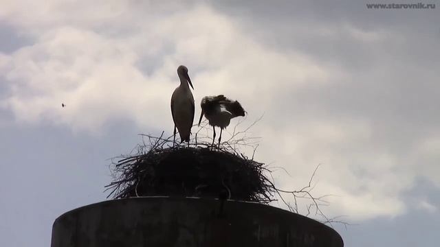 В ПОИСКАХ ЗОЛОТА И СТАРИНЫ МОНЕТ И КЛАДОВ IN SEARCH OF GOLD AND ANCIENT COINS AND TREASURES смотреть онлайн