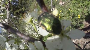 ПОЛИВ ПЛОДОВЫХ ДЕРЕВЬЕВ ВЕСНОЙ | ЦВЕТЕНИЕ ПЛОДОВЫХ ДЕРЕВЬЕВ