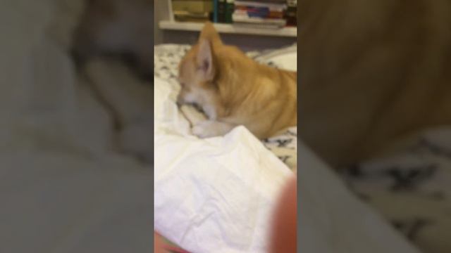 Моё первое видео, рассказывается о том, что я буду делать! смотреть онлайн