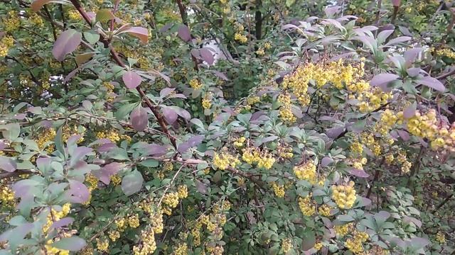 Цветение барбариса и его применение. смотреть онлайн