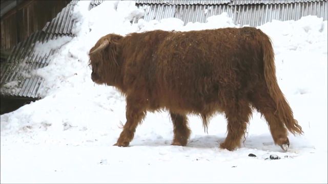 Бычок и тёлочка хайлендов живут дружно с ламами и альпаками 11.03.2024 смотреть онлайн