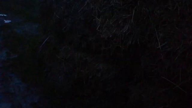 Звуки природы. А вы слышали, как поёт медведка? смотреть онлайн