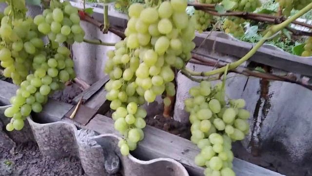 Виноград "Августин" на 06.09.21г. в Алтайском крае. 15-20 брикс. смотреть онлайн