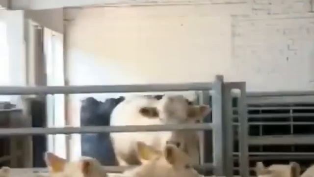 Быки самые большие. Быки Шароле. Быки на откорме. КРС. МЭЦ. смотреть онлайн