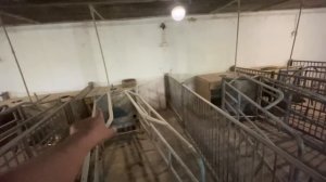 Свинарник, сарай для свиней 100 Шт откорма і 12-24 свиноматки такого по ТВ не покажуть