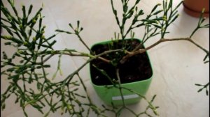 Результат пересадки с удобрением осмокот.  Комнатные цветы. __Валентина Земскова.