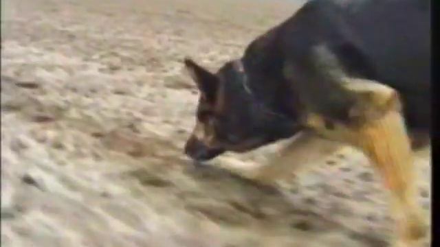 Dogsport in Azerbaijan - Спорт с собакой в Азербайджане смотреть онлайн