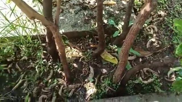 Huawain Ti /cordyline fruticosa/red sister plant care and propagation смотреть онлайн