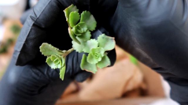 КАКТУСЕНОК.РФ / РАСПАКОВКА посылки с КАКТУСАМИ и суккулентами! смотреть онлайн