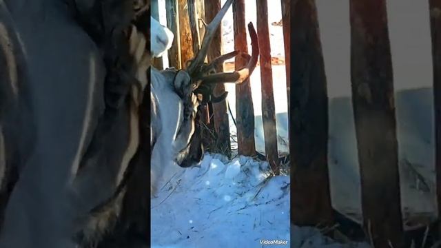 Поездка в Боровое. Резиденция Санта Клауса. Прогулка по озеру .Закат солнца. Горы. смотреть онлайн