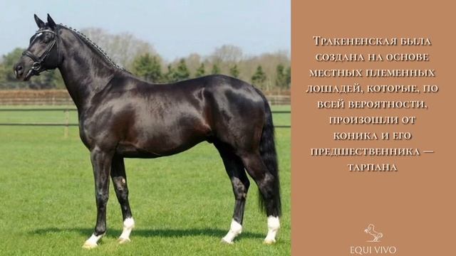ТРАКЕНЕНСКАЯ ПОРОДА |12| EQUI VIVO смотреть онлайн