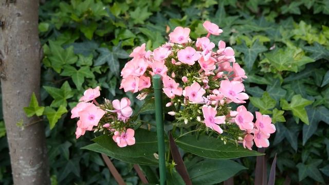 1748#園芸#バーベナ・オブセッション ピンク#美女桜#小山内裏公園#Gardening#Verbena ・ Obsession Pink#20220722 смотреть онлайн