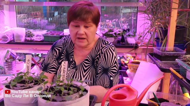 Я ПРОСТО ВЛЮБИЛАСЬ В ЭТОТ СПОСОБ ПИКИРОВКИ РАССАДЫ!!! ПИКИРОВКА ПЕРЦА.