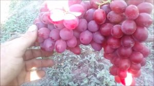 ВИНОГРАД ПОДАРОК ИРИНЕ