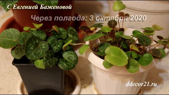 ПРОДОЛЖЕНИЕ-2-Цикламен из семян: для самых ленивых - 2 смотреть онлайн