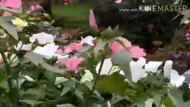 Гулдор🌼 смотреть онлайн