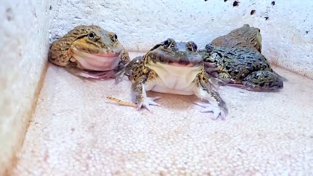 Asian Bullfrog Catch Many Tiger Worms! Mr Frog Live Feeding смотреть онлайн