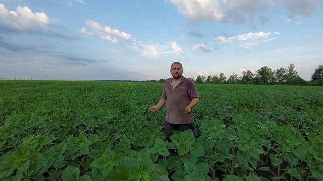 В сложившейся ситуации теперь я буду заниматься полями!! смотреть онлайн