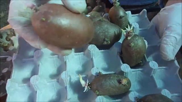 Проращивание картофеля в темноте. смотреть онлайн