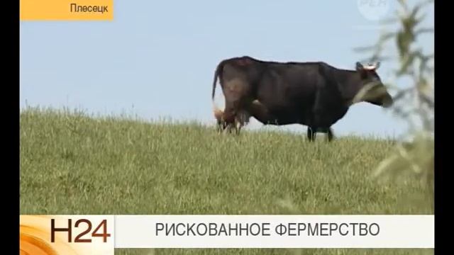 ферма в Плесецком районе смотреть онлайн