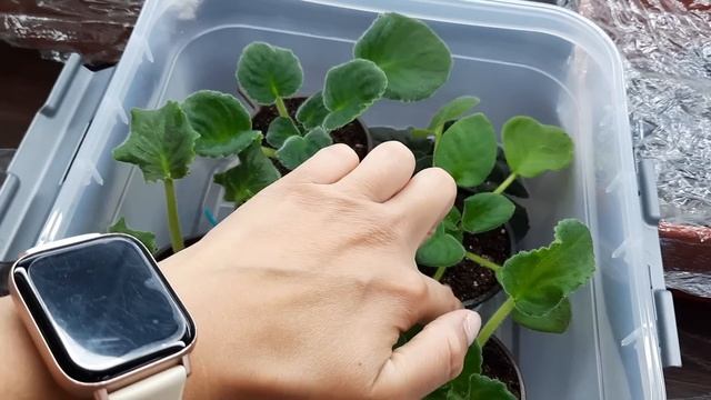 Как я выращиваю фиалочные новинки которые купила в этом году? смотреть онлайн