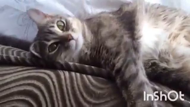 Кошка нежится на солнышке смотреть онлайн