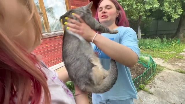 влог: ПОТЕРЯЛСЯ СЛАДУНЯ! САМЫЙ ЛЮБИМЫЙ КОТ БЕЗ ЛАПКИ ? смотреть онлайн