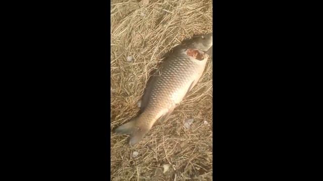 Озеро Краткое (Байкал) Барнаул 19 04 17 смотреть онлайн