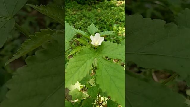 LOABED LEAF MELLOW. Hibiscus lobatus (Malvaceae family) смотреть онлайн