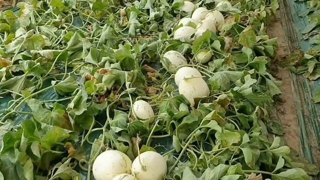 ДЫНЯ ЮЖНАЯ КОРЕЯ РАБОТА В ПАРНИКЕ смотреть онлайн