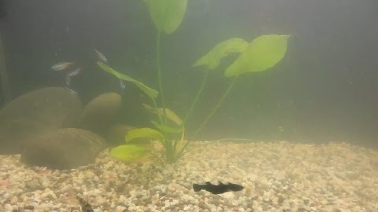 Мутная вода в аквариуме! Почему мутнеет вода в аквариуме! Нарушение био баланса в аквариуме! смотреть онлайн