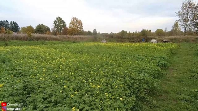 Горчица выросла. Сидераты- горчица. Как и когда сеять горчицу, как ухаживать и от чего уберегать ! смотреть онлайн