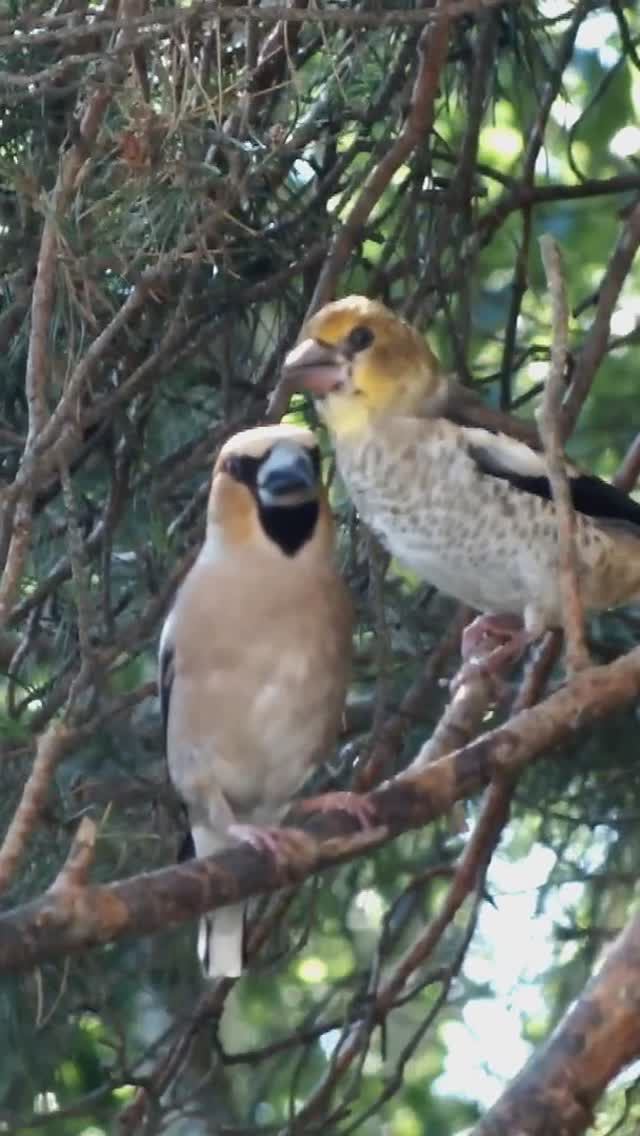 Дубонос привел птенца на кормушку