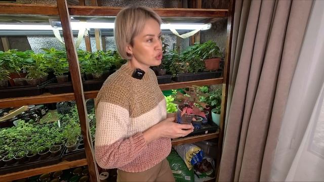 ВЕРБЕНА И ИПОМЕЯ БАТАТ, ДУМАЮ ИХ ПЕРЕУКОРЕНИТЬ смотреть онлайн