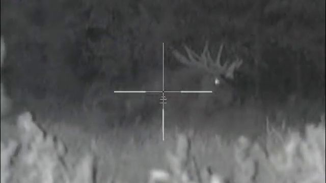 Лось трофейный. Беларусь смотреть онлайн