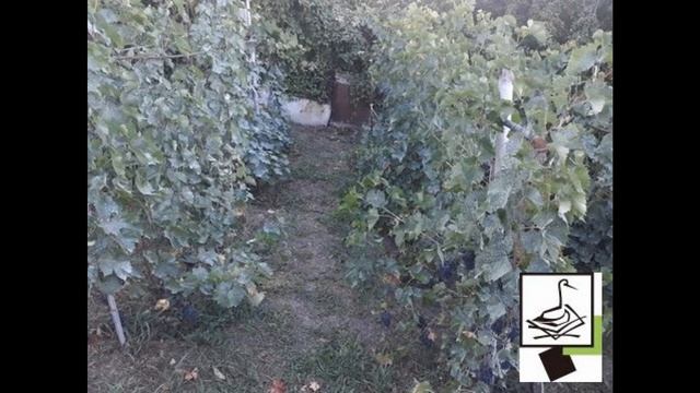 Продаю дом в селе Пелагиада, 5 км от г. Михайловск смотреть онлайн