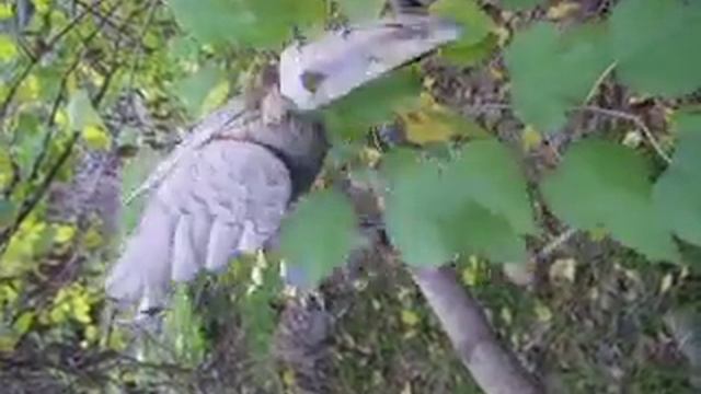 Железная ворона на ветке смотреть онлайн