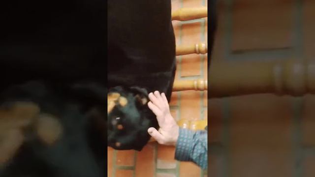 Дрессировка собаки на охрану. смотреть онлайн