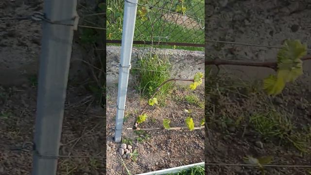 Соколянский виноград. смотреть онлайн