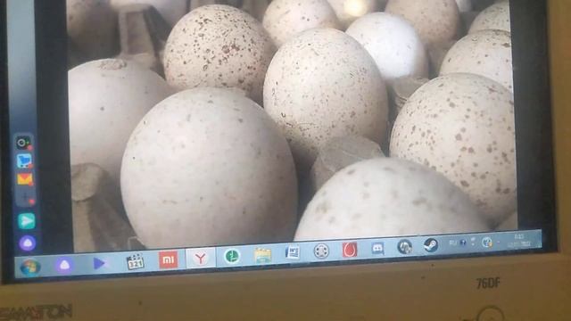 Что происходит на рынке инкубационного яйца в этом году // С.Х.У смотреть онлайн